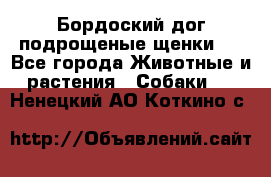 Бордоский дог подрощеные щенки.  - Все города Животные и растения » Собаки   . Ненецкий АО,Коткино с.